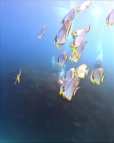 close up of a group of Platax teira fish