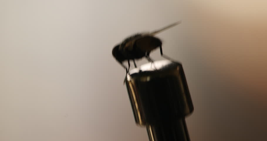 Macro Shot of a House Fly