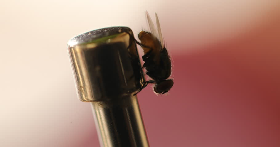 Macro Shot of a House Fly