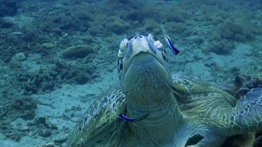 Large Green Turtle (Chelonia mydas) with Cleaner Wrasses - Philippines
