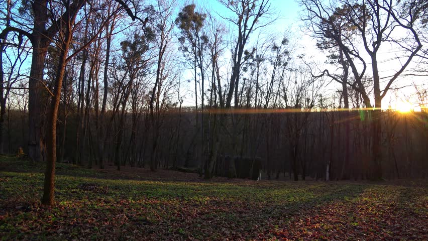 sunset in the forest. Ukraine