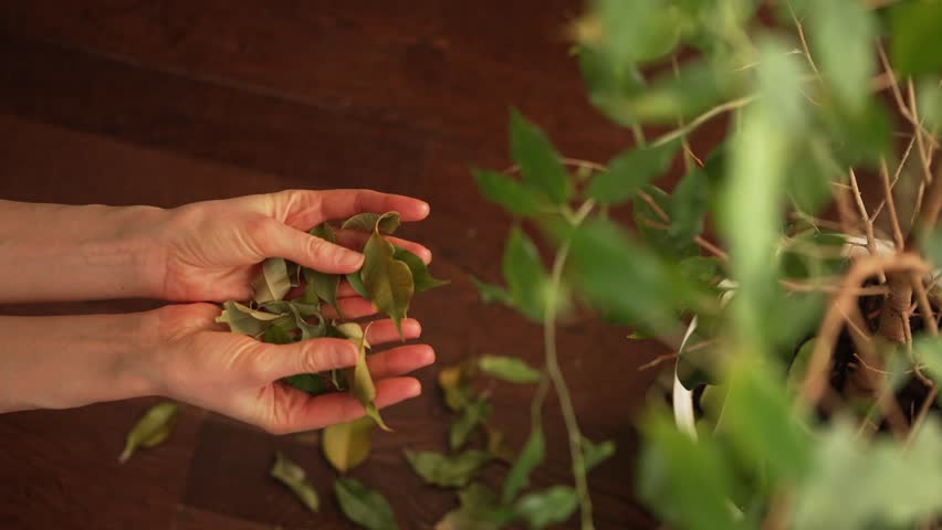 Experienced woman gardener carefully gathering fallen dried leaves from potted ficus tree, maintaining indoor plant with meticulous care on wooden floor surface
