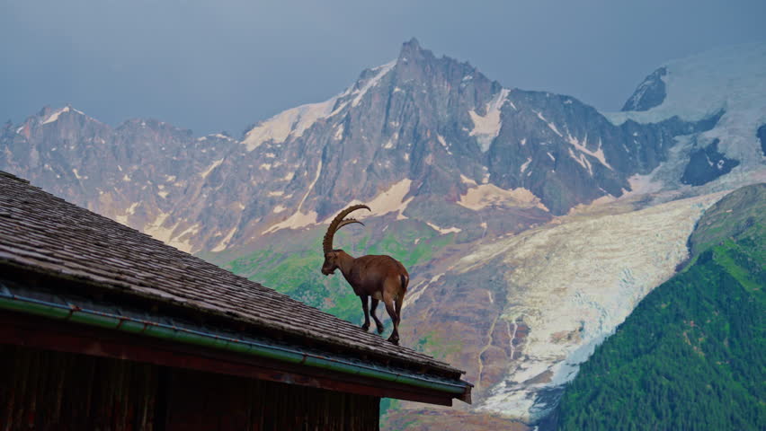 Alpine goat on the roof of a house with mountains in the background. Mont Blanc, glacier, Chamonix, Graian Alps France, Europe