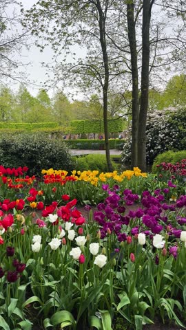 Colorful growing red, pink, red, violet tulips flowerbed in spring formal garden