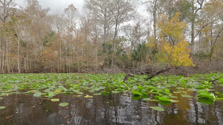 Sandhill Crane takes off and flies over a swampy southern River with lily pads. Bare trees and one with yellow leaves line the water
