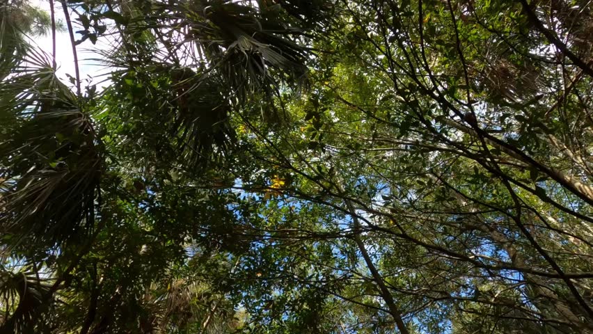 Dolly through the woods looking up at trees as we do a 180-degree circular pan in the opposite direction revealing the sun at Green Cay Wetlands Nature Preserve in Boynton Beach, Florida