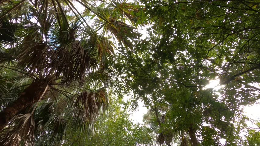 Dolly through the woods looking up at trees as we do a 180-degree circular pan in the opposite direction revealing the sun at Green Cay Wetlands Nature Preserve in Boynton Beach, Florida