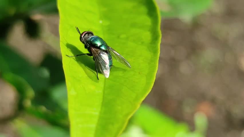 The green bottle fly is larger with red eyes and transparent wings. Another striking difference is its metallic green body.