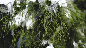 Close-up video of snow melting lying on pine branch, waving in wind, flowing down transparent icicle in form drop of water. Spring abstract backgrounds, winter season during thaw natural environment - Powered by Shutterstock - Get 15% off with code: PIKWIZARD15