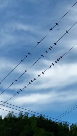 A lot of wild birds perching on an electric wire, flying around Vertical video