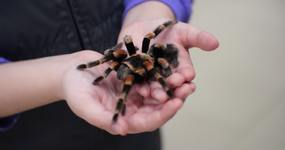Close-up of tarantula resting on human hands, showcasing detailed textures of its hairy legs and natural behavior in controlled environment