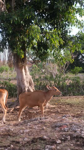 Portrait of a brown cow grazing and eating grass around. She looks around with curiosity. Animal husbandry in agriculture. Dairy products.