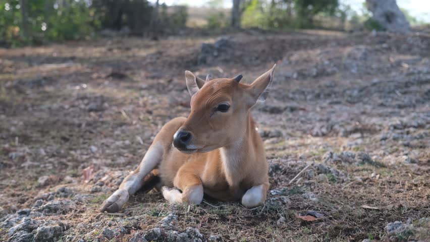 Portrait of a small brown calf lying on a meadow and looking around. Other cows and calves are grazing nearby. Cows grazing on a village farm, they eat hay and fresh grass.
