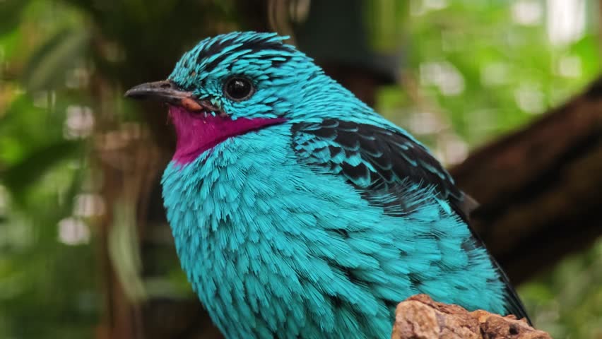 A  turquoise tropical Spangled Cotinga bird sitting on a tree branch looking around in the forest