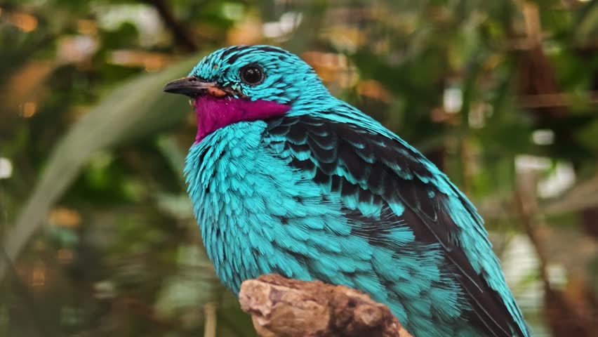 A  turquoise tropical Spangled Cotinga bird sitting on a tree branch looking around in the forest