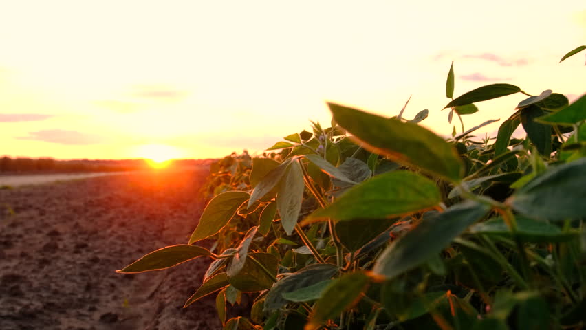 Soybeans growing in the field. Selective focus.
