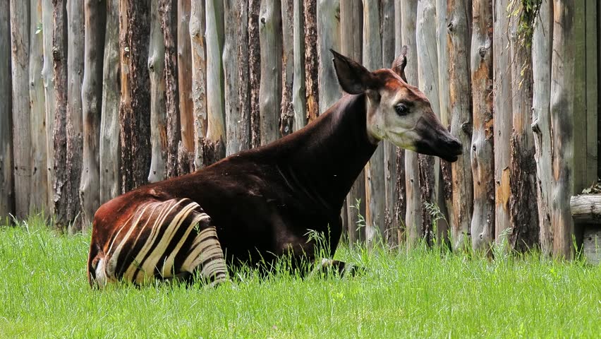 Okapi resting in lush green grass near a wooden fence at a wildlife sanctuary in the afternoon sun