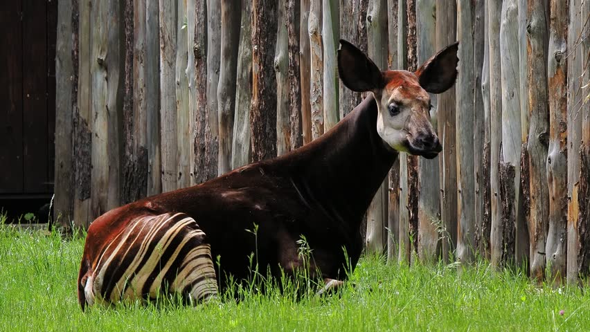 Okapi resting in lush green grass near a wooden fence at a wildlife sanctuary in the afternoon sun, slow motion