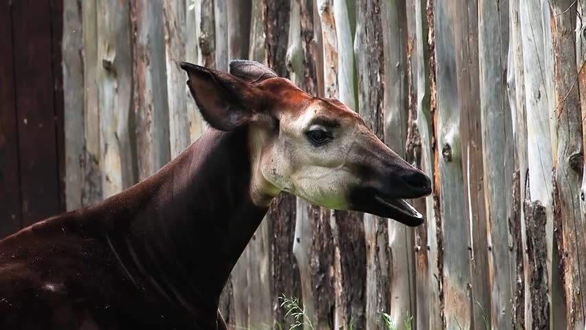 Okapi resting in lush green grass near a wooden fence at a wildlife sanctuary in the afternoon sun, slow motion