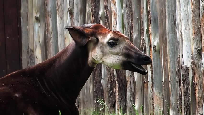 Okapi resting in lush green grass near a wooden fence at a wildlife sanctuary in the afternoon sun, slow motion