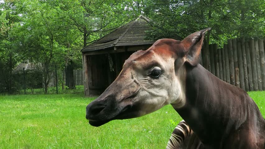 Okapi observing its surroundings in a lush green habitat near a wooden shelter