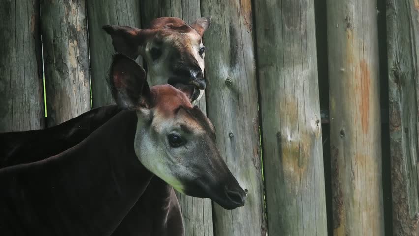 okapi rests in the lush green grass near a wooden fence in the reserve.