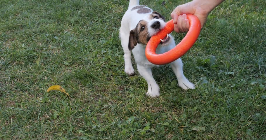 Jack Russell dog playing with a toy ring. Owner and dog playing tug of war outdoors. Active games and training with a pet.