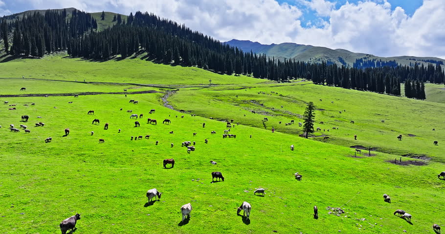 Aerial video of Nalati grasslands, Cattle and sheeps with Horses grazing on grassland pasture in Xinjiang, China.