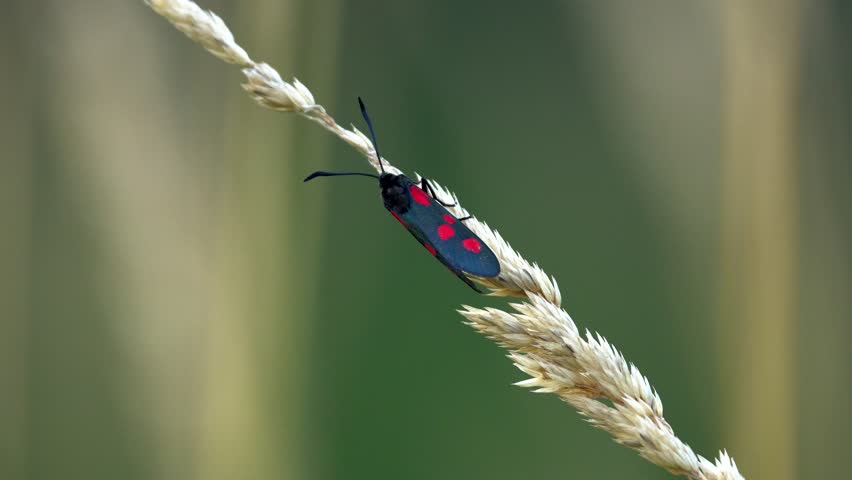 A Six-spot Burnet Moth (Zygaena filipendulae) basking in the sun in a field on a single twig of grass