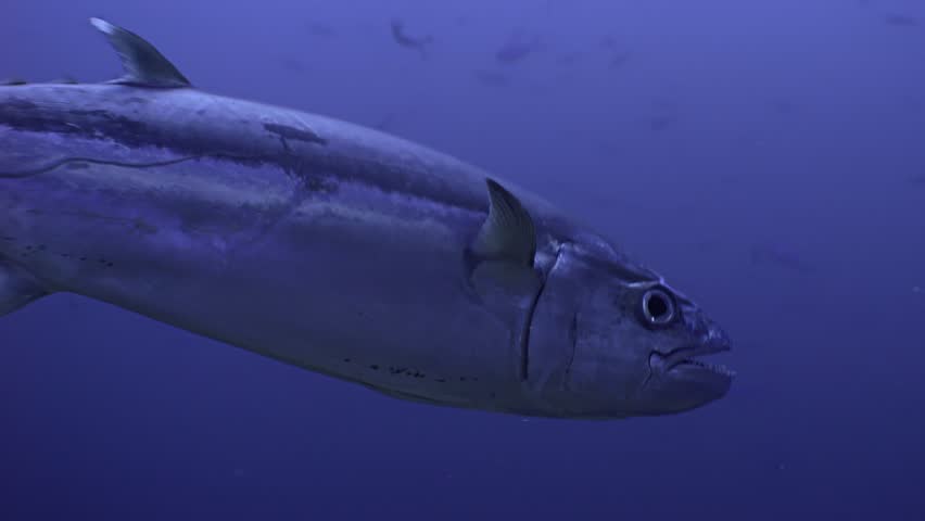 Close up of Dogtooth Tuna passing by, under water shot