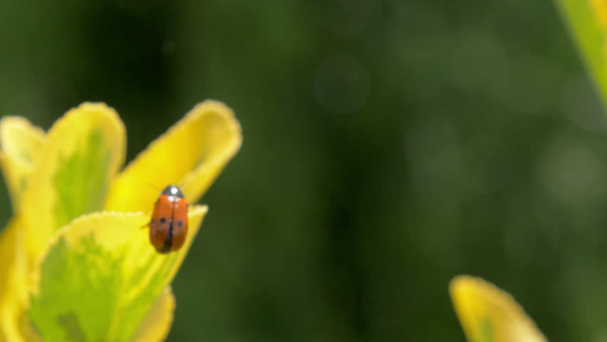 Red beetle with black spots on a yellow plant leaf. Mylabris quadripunctata