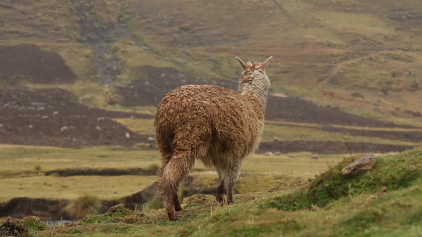 Llama in the Andean mountains during the early morning light walking around