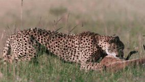 Epic View of Cheetah Running Takes Down and Kills Gazelle Slow Motion - Powered by Shutterstock - Get 15% off with code: PIKWIZARD15