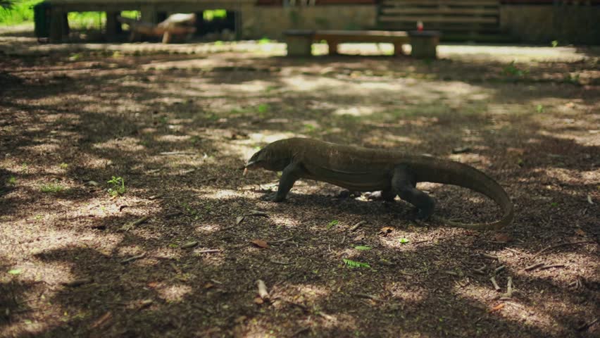 A Komodo dragon moves slowly . Steady Shoot Varanus komodoensis is an animal endemic to Indonesia.