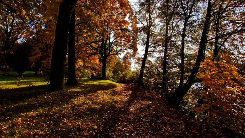 Wonderful landscape of a forest in autumn with the ground full of leaves fallen from the trees with yellow, orange and warm colors, during a sunrise or sunset