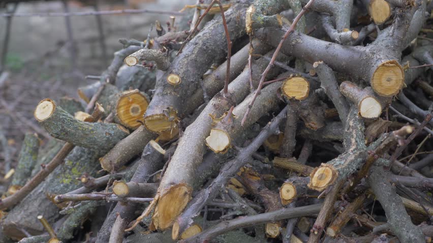 Firewood pile of apricot trees in garden, dying branches and naturally occurring wood. Wood trunk. Grow hardwood. Nature abstract background