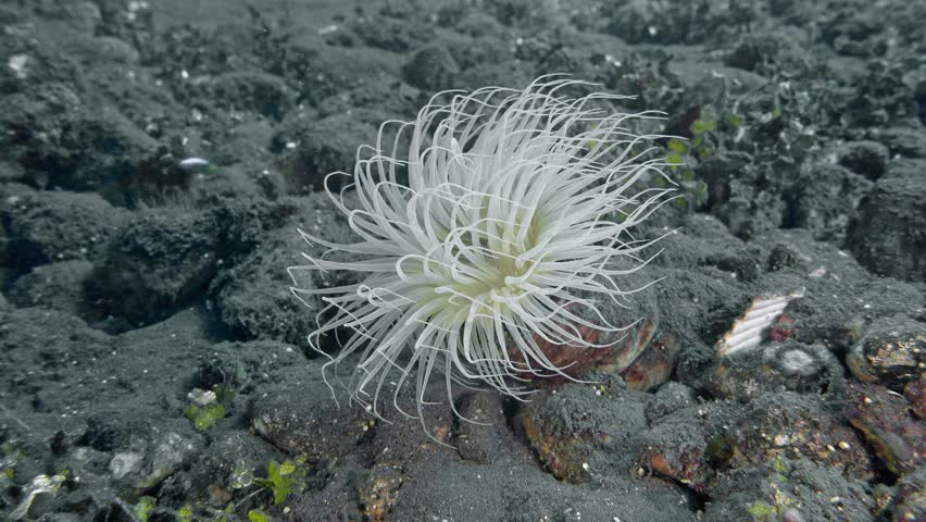 The tube sea anemone lives on the bottom of the tropical sea. During the day, it spreads its long tentacles, which sway in the sea current; with them, the sea anemone catches plankton.