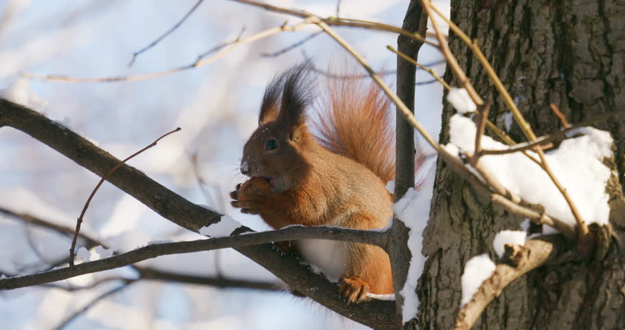 A forest squirrel eats a nut on a tree branch against the backdrop of snow in winter.