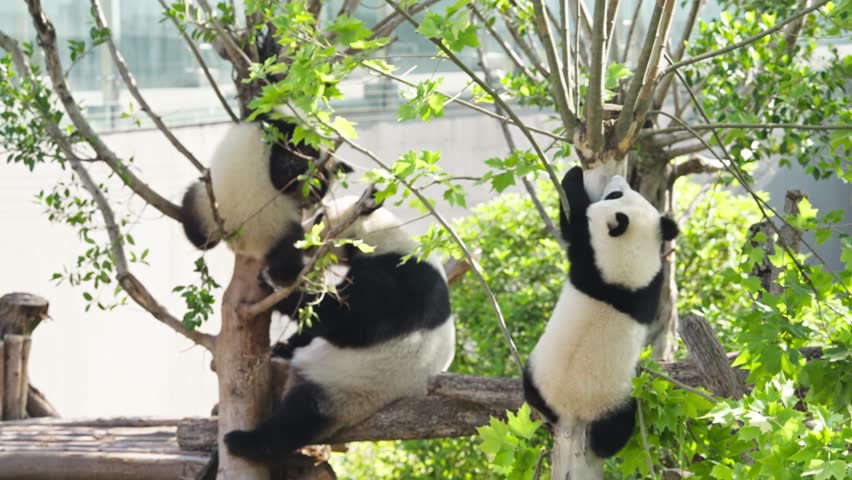 giant panda mother with her two baby cub enjoy the sunshine at Chengdu China