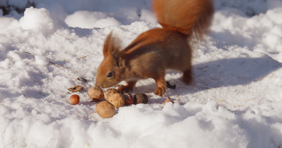 A forest squirrel picks nuts from a tree stump covered in snow in winter.