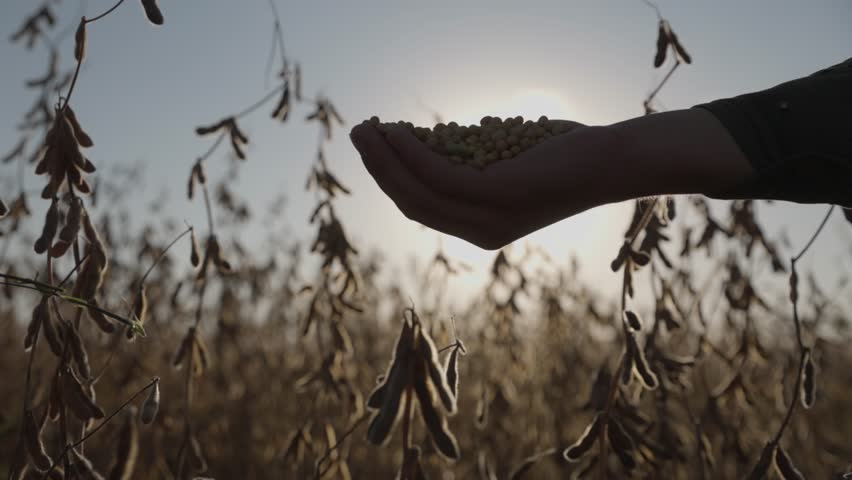 Low Sun. Soybeans fall from a man's hand. Silhouette on the background of the low Sun.