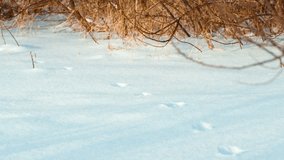Fresh tracks of wild fur-bearing animals on the snowy surface. Tracking animals, recognizing footprints in the snow. Hunting fur-bearing animals. - Powered by Shutterstock - Get 15% off with code: PIKWIZARD15