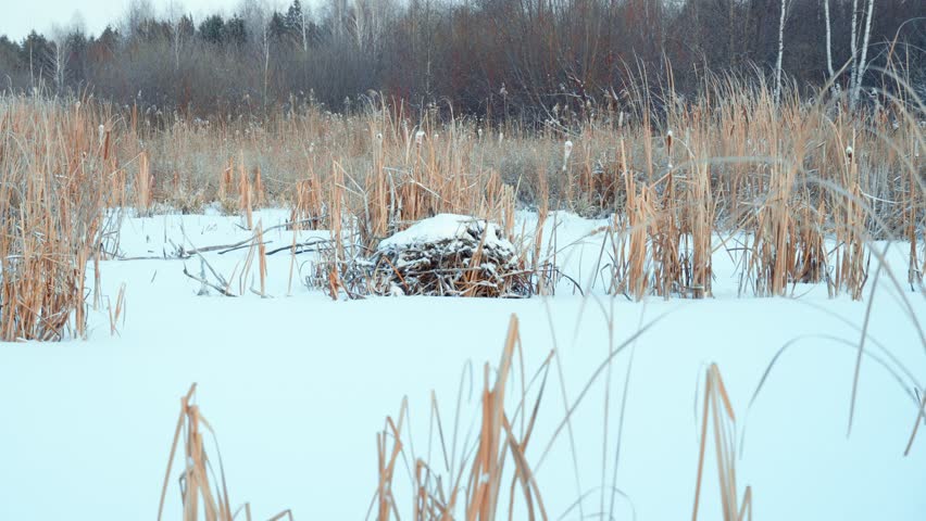 Winter hut of a wild muskrat in a swampy area. Wildlife, countryside.