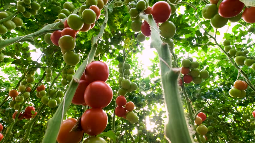 Rows of tomato plants in a greenhouse, with both ripe red and unripe green tomatoes visible. The plants are neatly organized and supported by vertical stakes, highlighting a modern farming approach.