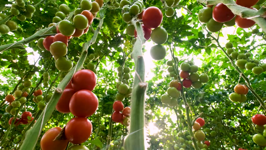 Rows of tomato plants in a greenhouse, with both ripe red and unripe green tomatoes visible. The plants are neatly organized and supported by vertical stakes, highlighting a modern farming approach.