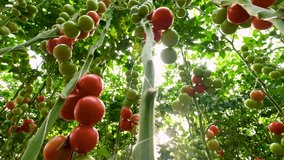 Rows of tomato plants in a greenhouse, with both ripe red and unripe green tomatoes visible. The plants are neatly organized and supported by vertical stakes, highlighting a modern farming approach. - Powered by Shutterstock - Get 15% off with code: PIKWIZARD15