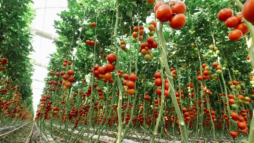 Rows of tomato plants in a greenhouse, with both ripe red and unripe green tomatoes visible. The plants are neatly organized and supported by vertical stakes, highlighting a modern farming approach.