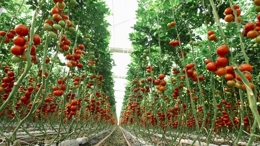 Rows of tomato plants in a greenhouse, with both ripe red and unripe green tomatoes visible. The plants are neatly organized and supported by vertical stakes, highlighting a modern farming approach.