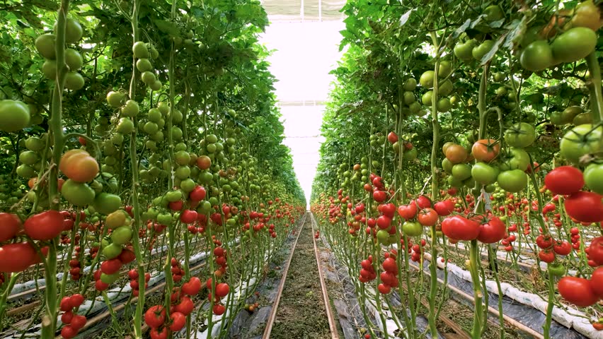 Rows of tomato plants in a greenhouse, with both ripe red and unripe green tomatoes visible. The plants are neatly organized and supported by vertical stakes, highlighting a modern farming approach.