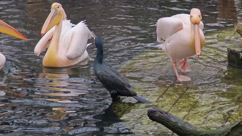 Close up of a Cormorant and Pelican standing beside and fighting each other.